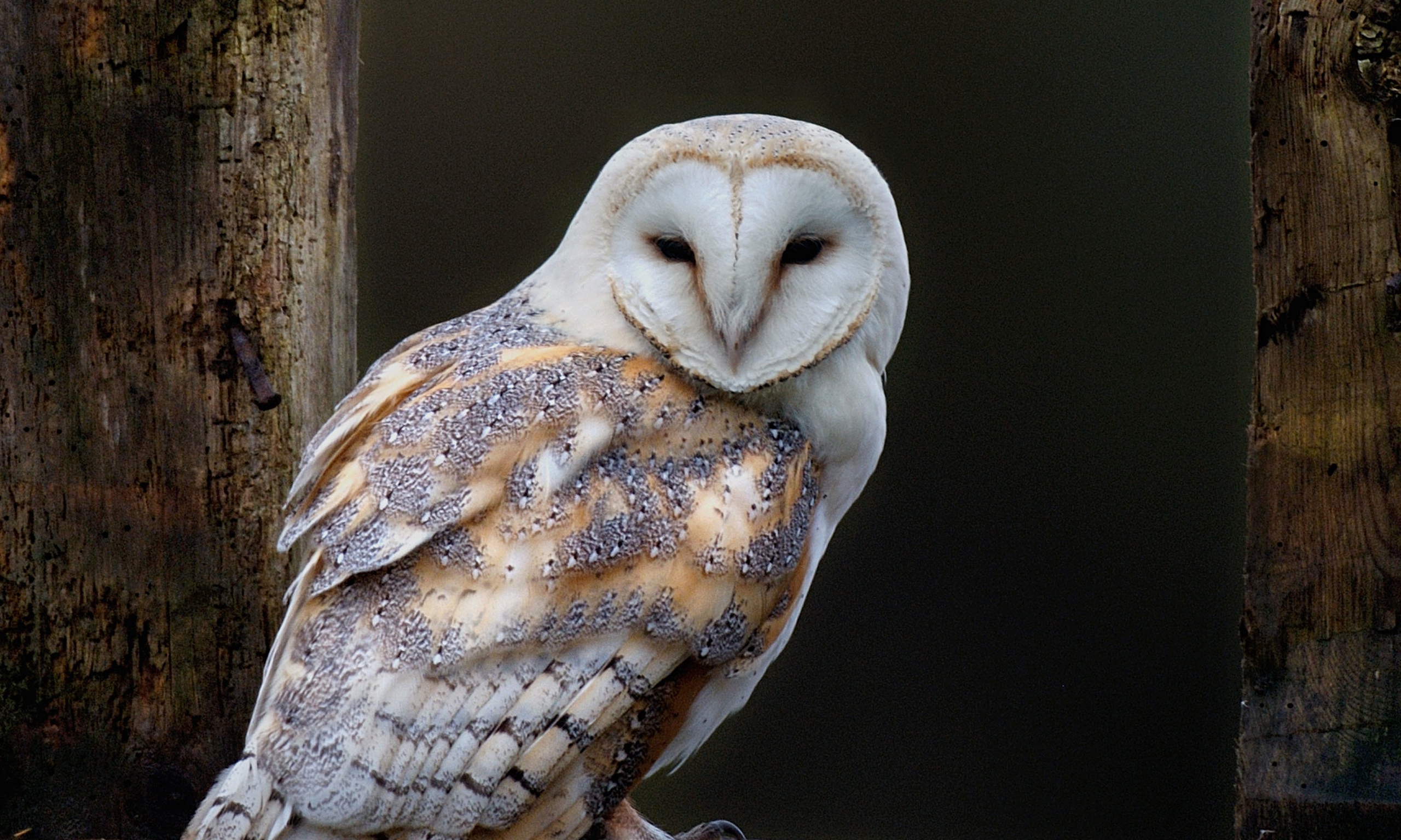 Watching Barn Owl