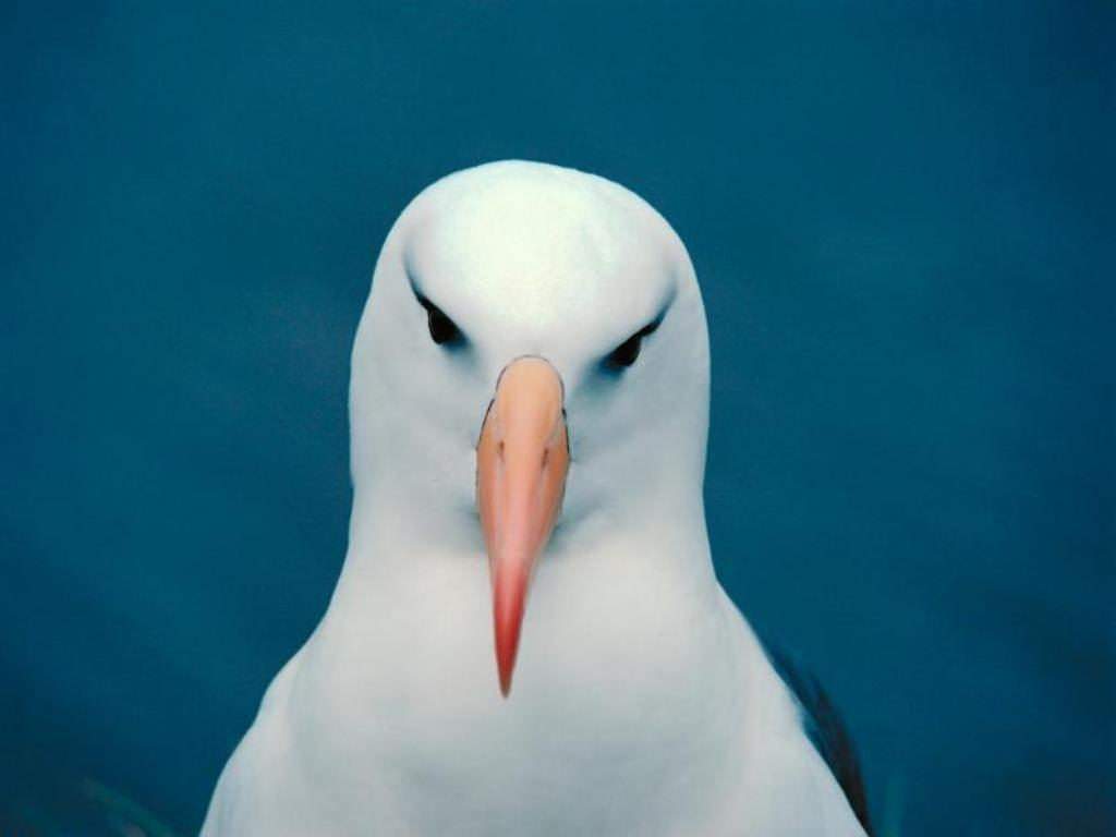 White Gull Wallpaper